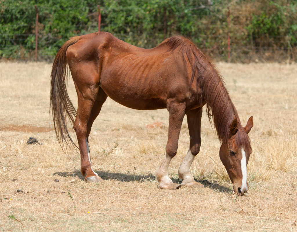 What Does Sick Horse Mean In Dreams